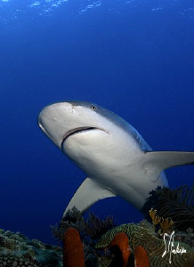 This image was taken during a dive at Ginormous Reef. The... by Steven Anderson 